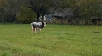 Теперь мы знаем о заботе всё — посмотрите, как белорусы берегут свою буренку