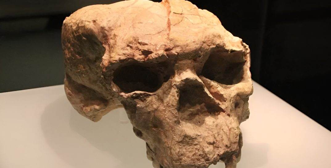 Реконструкция древнего китайского черепа может переписать историю «человека разумного». Что выяснили палеонтологи?