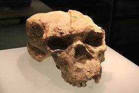 Реконструкция древнего китайского черепа может переписать историю «человека разумного». Что выяснили палеонтологи?