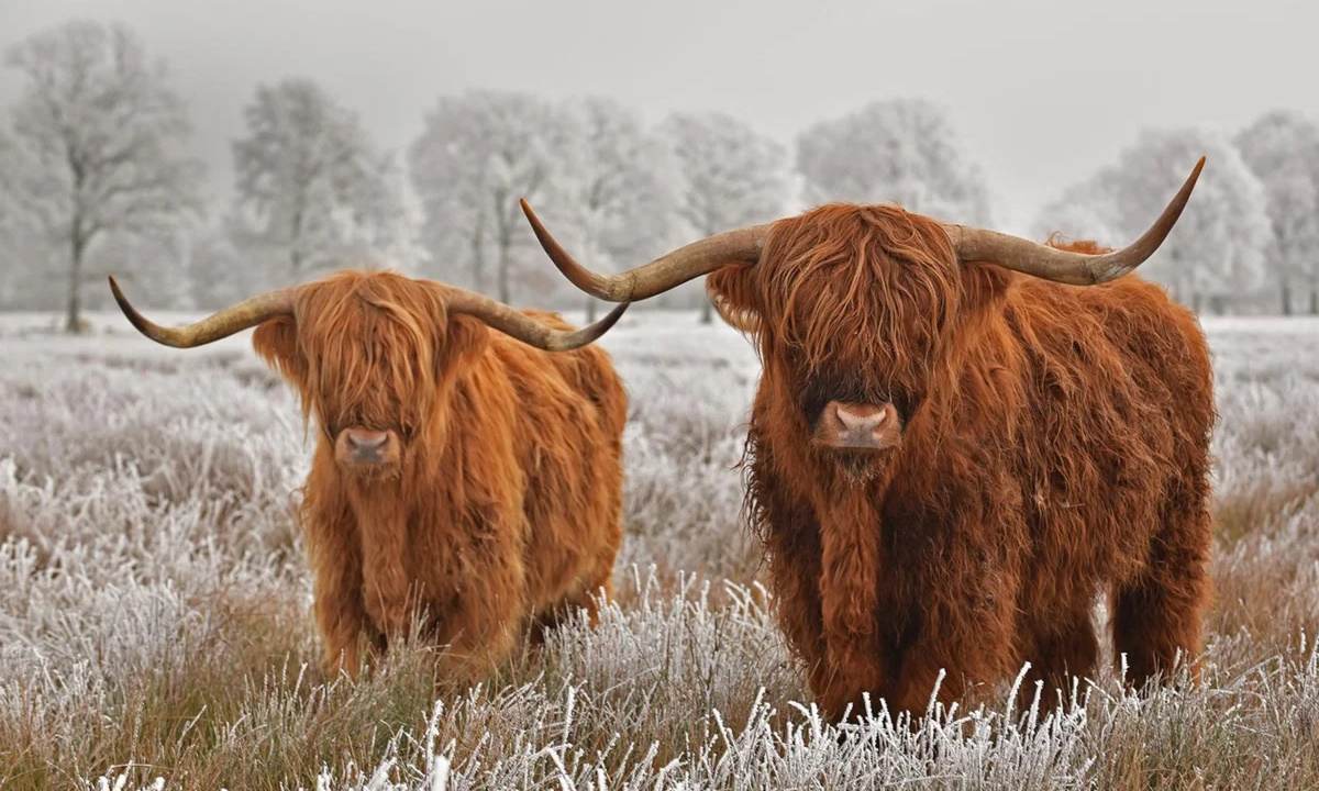 Яки, питоны, альпаки и даже кенгуру: Могилевский зоосад ждет новых постояльцев