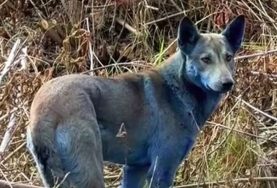 В Чернобыльской зоне обнаружили собак с необычным синим окрасом