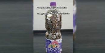 Бобруйчанка 1,5 года собирала монеты в бутылку. Сколько скопила?