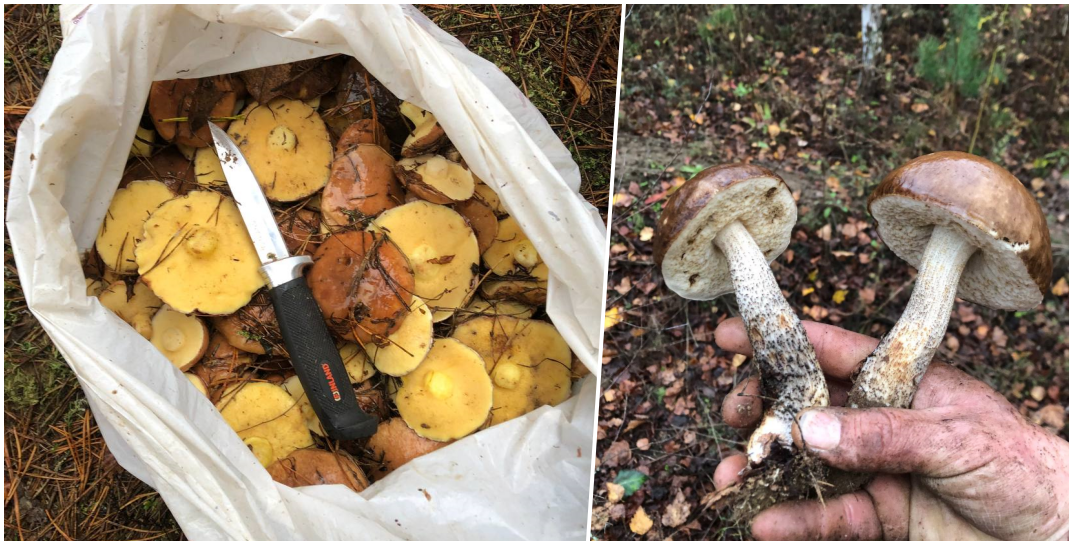 «Дали жару» — Узнали, какие грибы и где собрали жители Могилевщины в лесах за неделю