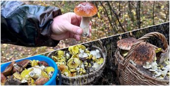 «Осень отдает долги за лето» — Посмотрели, какие грибы собрали в эти выходные грибники Могилевщины. Где наклюнулась волна белых?