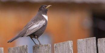 У Беларусі ўпершыню зафіксаваны новы від птушак — белаваллёвы дрозд