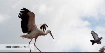 «Пришлось открыть запасной выход». В Гродно злой аист не выпускал людей из детской поликлиники