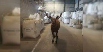 Пад Магілёвам супрацоўнікаў складу аднаго з прадпрыемстваў наведаў лось